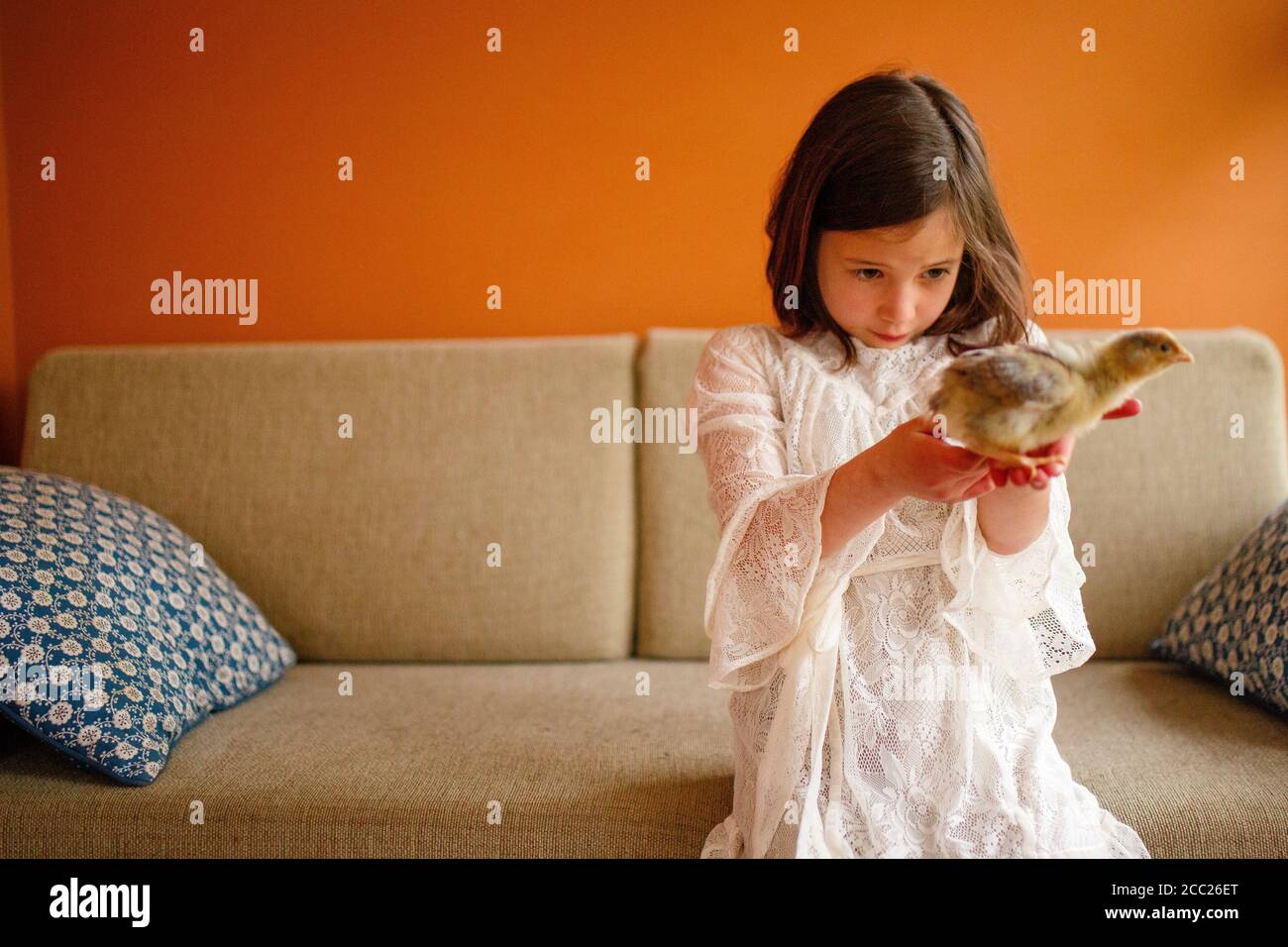 A curious little girl closely observes a baby chick in her hands Stock Photo