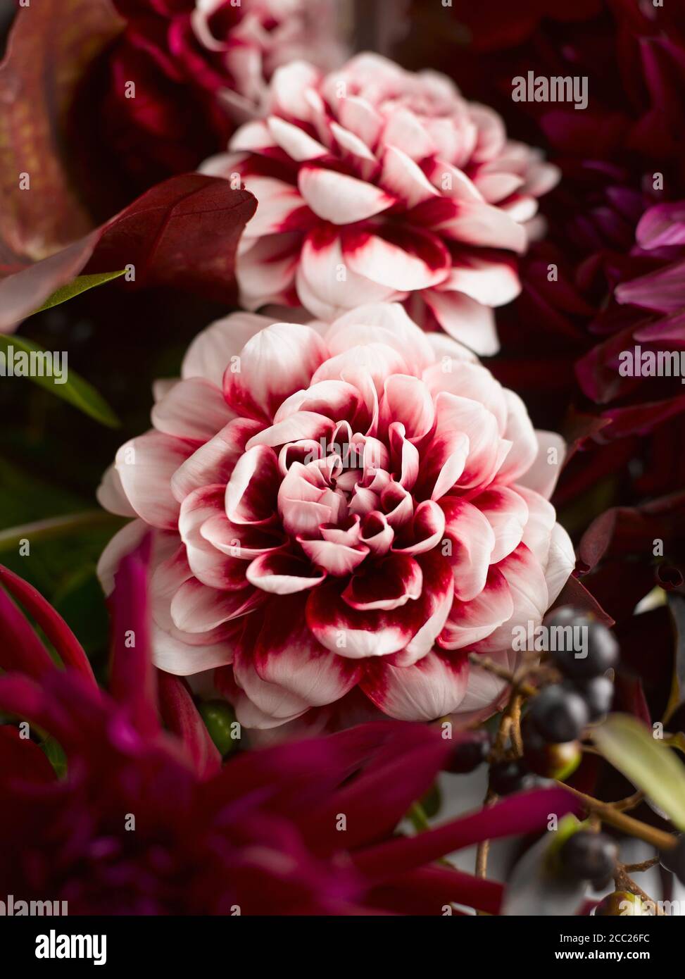 Dahlias hi-res stock photography and images - Alamy