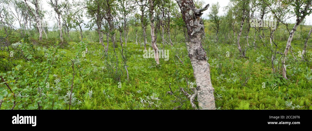 Sweden, Lapland, View of forest with birch trees at Favnoajvve in Sarek national park Stock Photo
