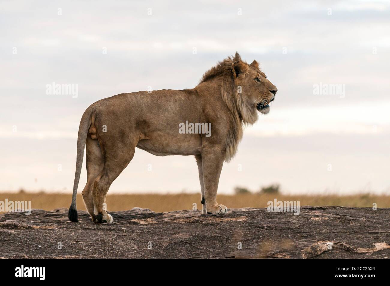Lion in maasai mara africa hi-res stock photography and images - Alamy