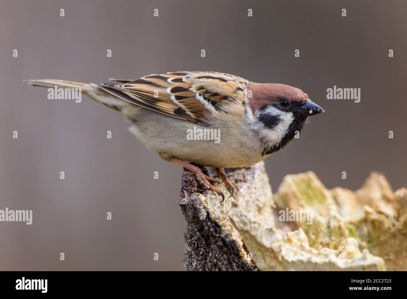 Germany, Hesse, Tree sparrow perching on tree trunk Stock Photo