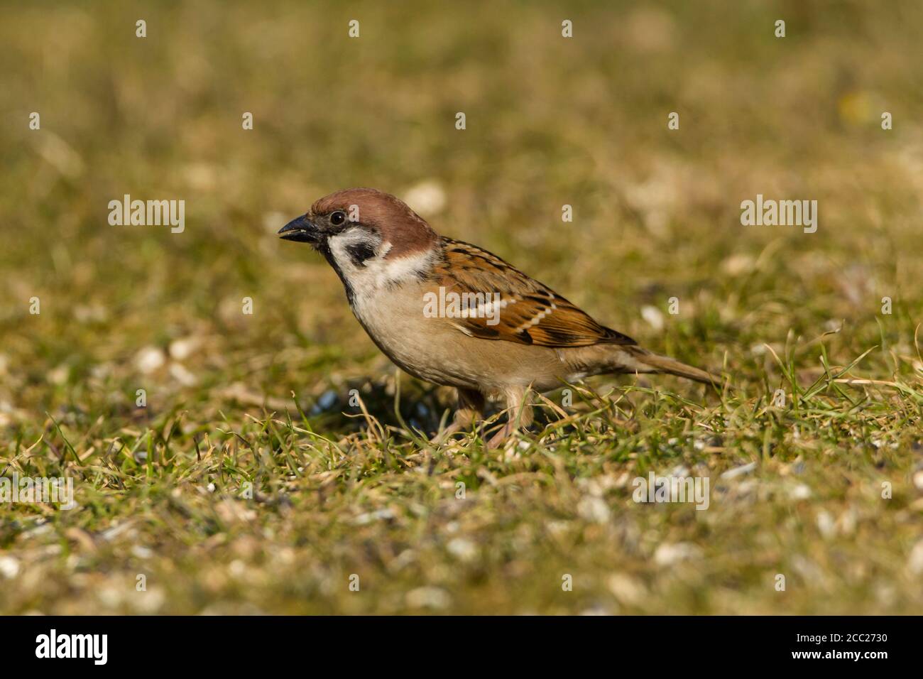Germany, Hesse, Sparrow perching on grass Stock Photo