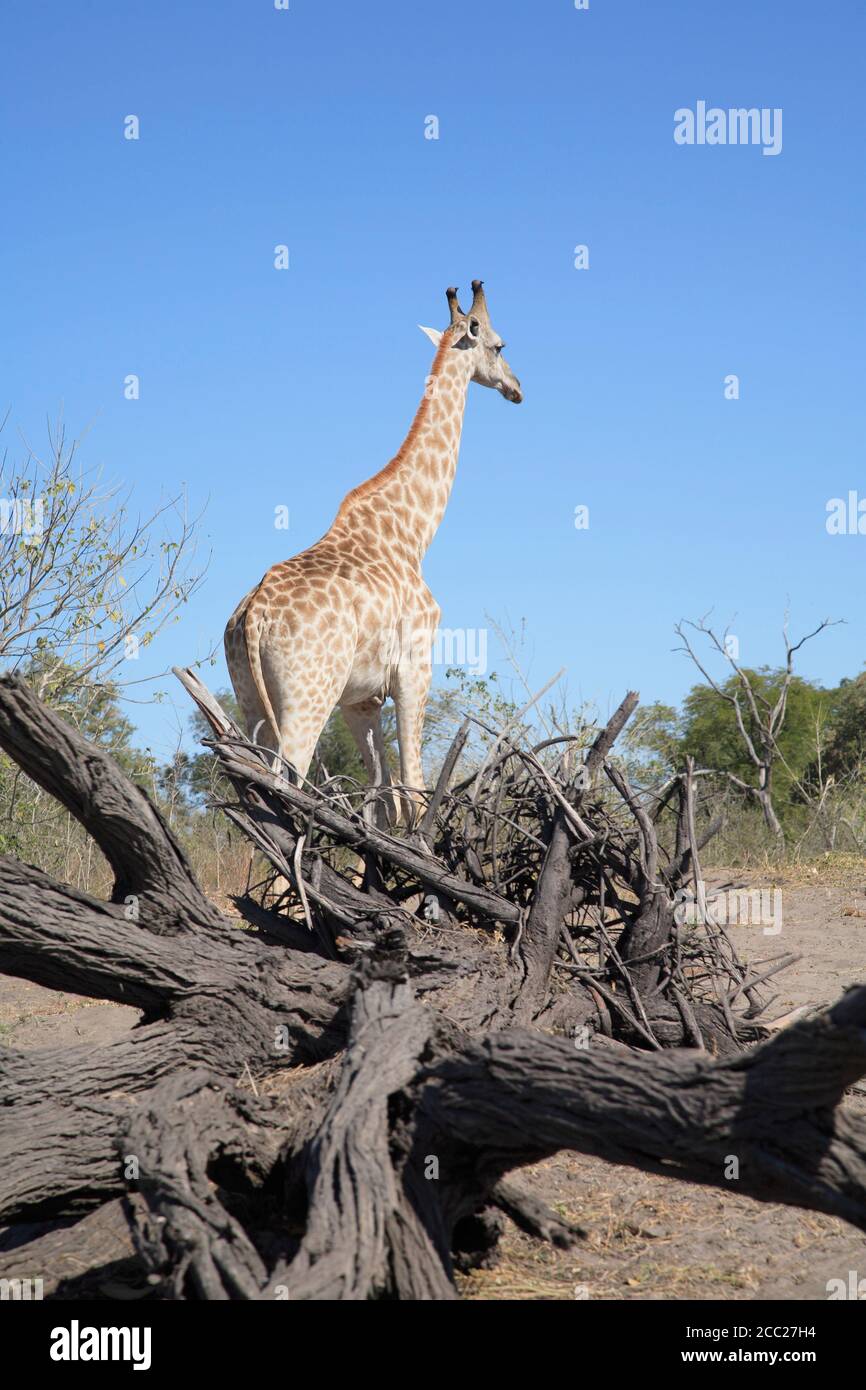 Africa, Botswana, Okavango Delta, Giraffe, rear view Stock Photo