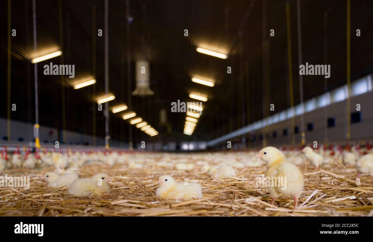 Chicken farm Stock Photo