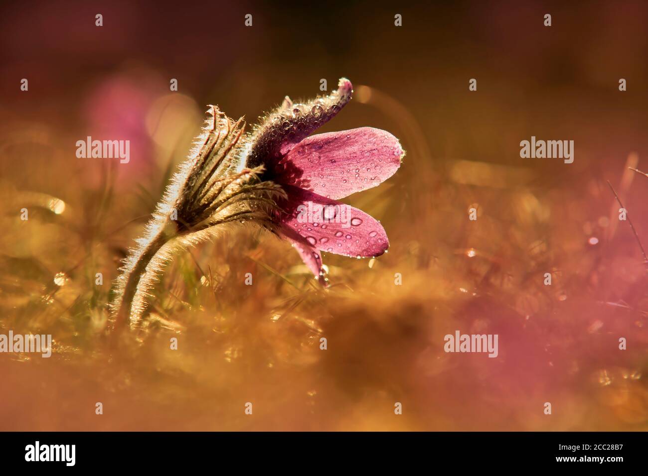 Germany, Baden Wuerttemberg, Pasque flower at dusk, close up Stock Photo