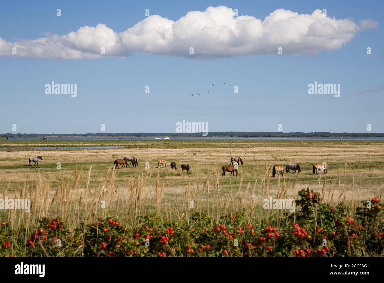 Germany, Mecklenburg-Vorpommern, Hiddensee Island, Vitte, Horses on pasture Stock Photo