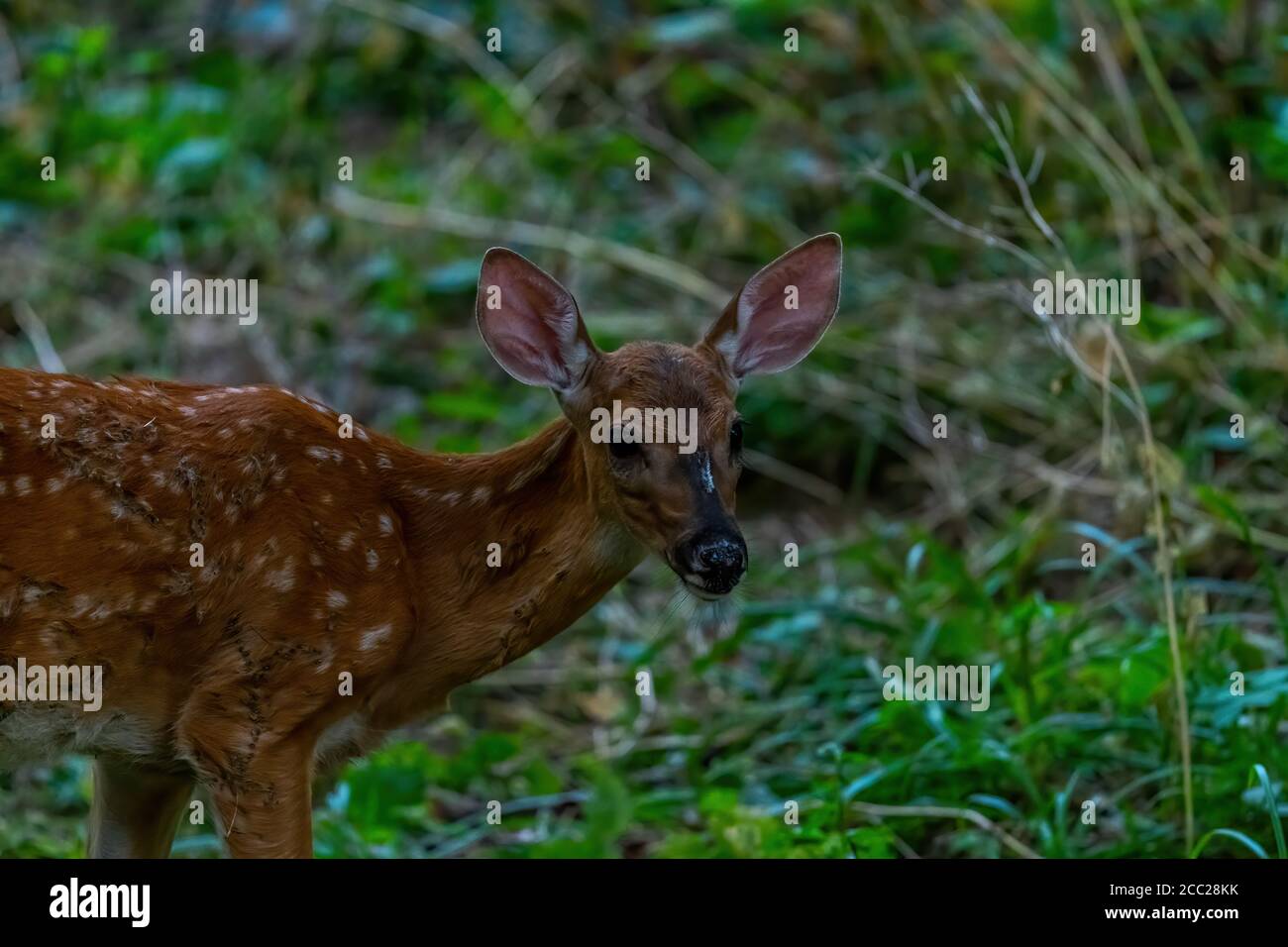Close-up of a white tailed deer (Odocoileus virginianus) fawn in a forest in Michigan, USA. Stock Photo