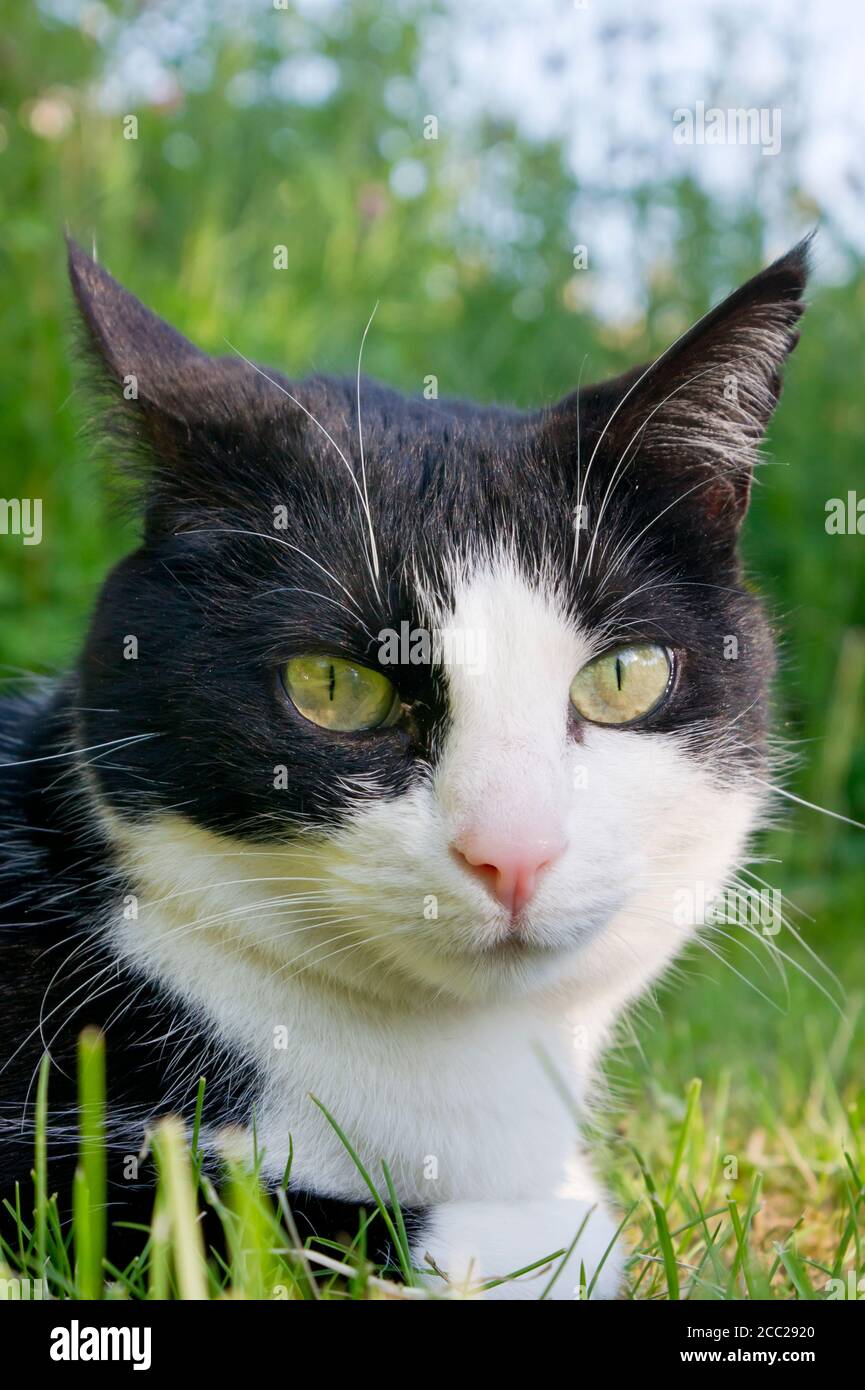 Cat sitting in grass hi-res stock photography and images - Alamy