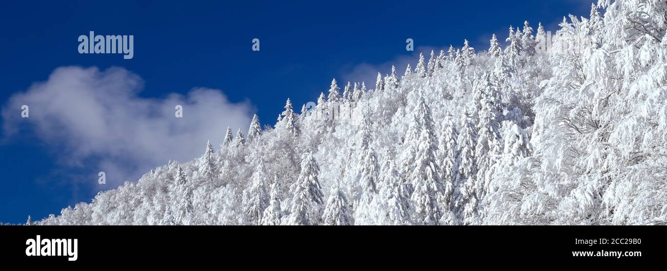 Germany, Baden-Württemberg, Schwarzwald, Feldberg, Winter forest Stock Photo