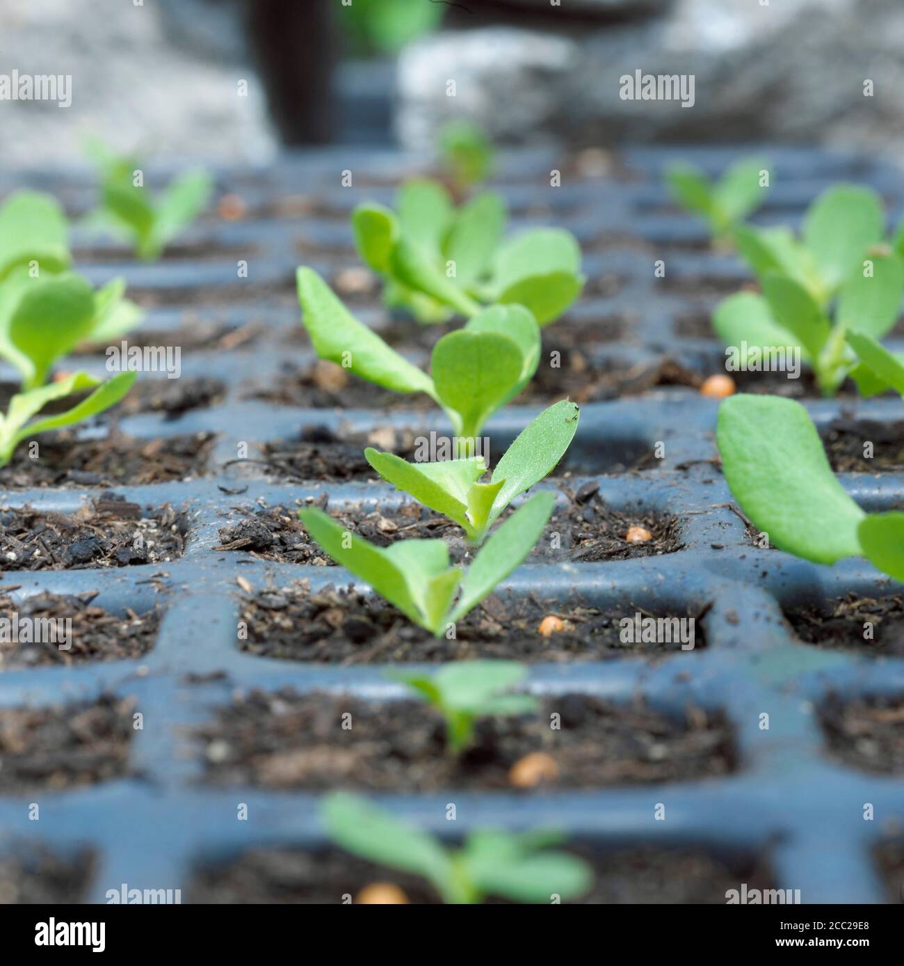 Seedlings in vessel, close-up Stock Photo
