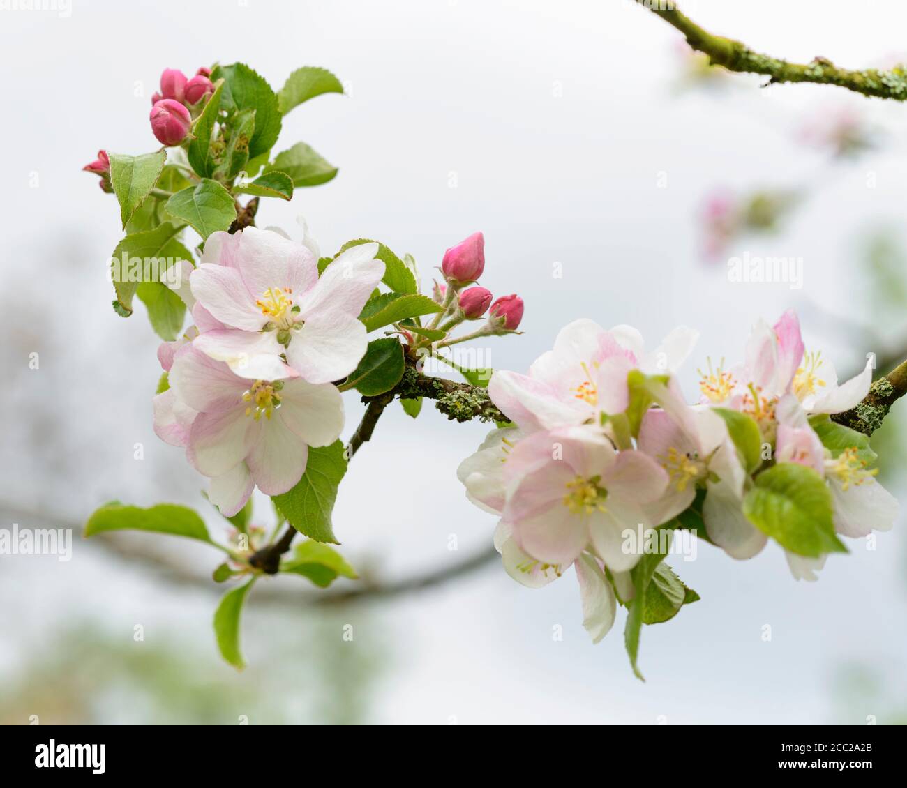 Netherlands, Apple blossom, close-up Stock Photo