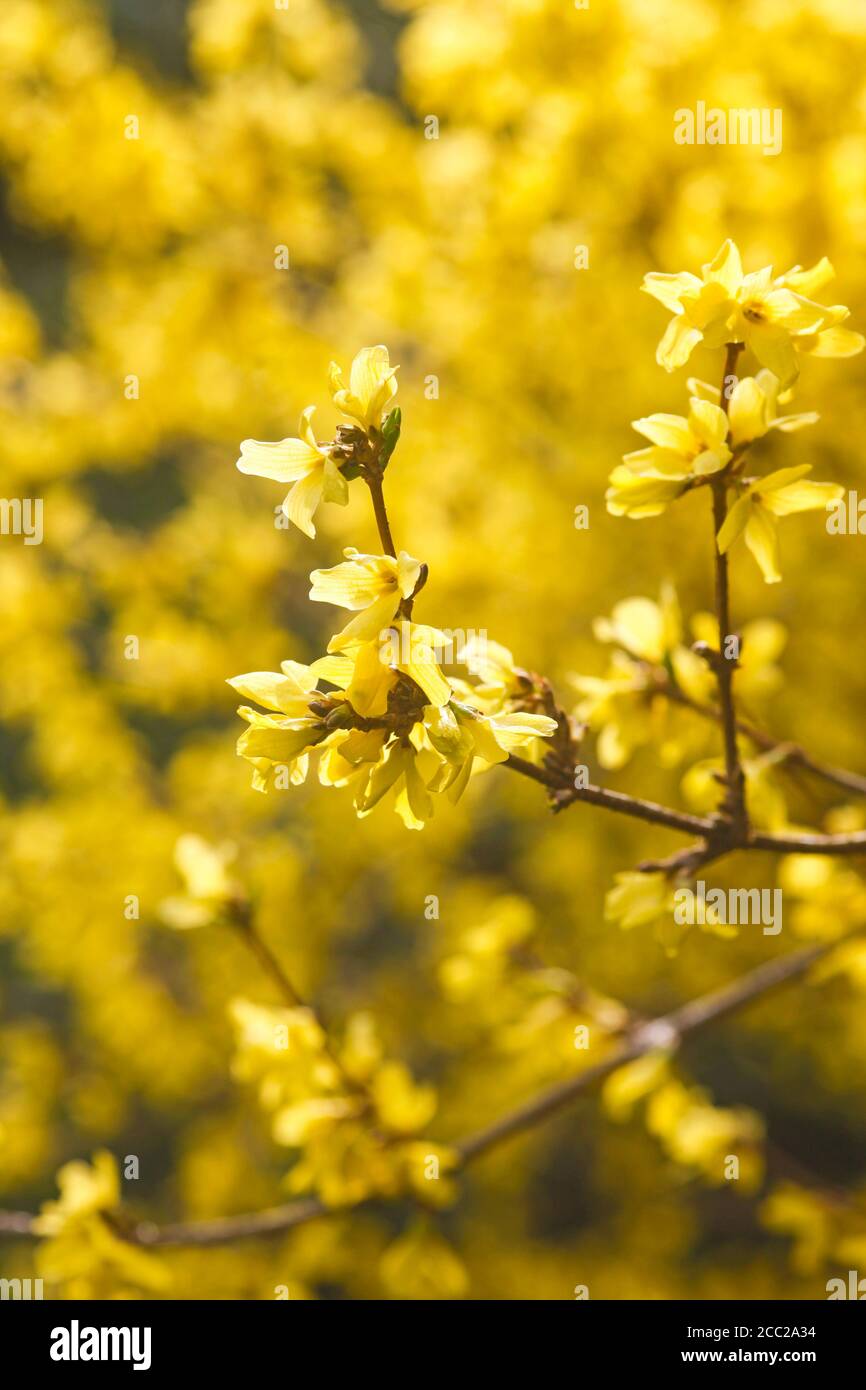 Forsythia Suspensa High Resolution Stock Photography And Images Alamy Forsythia Suspensa High Resolution Stock Photography And Images Alamy