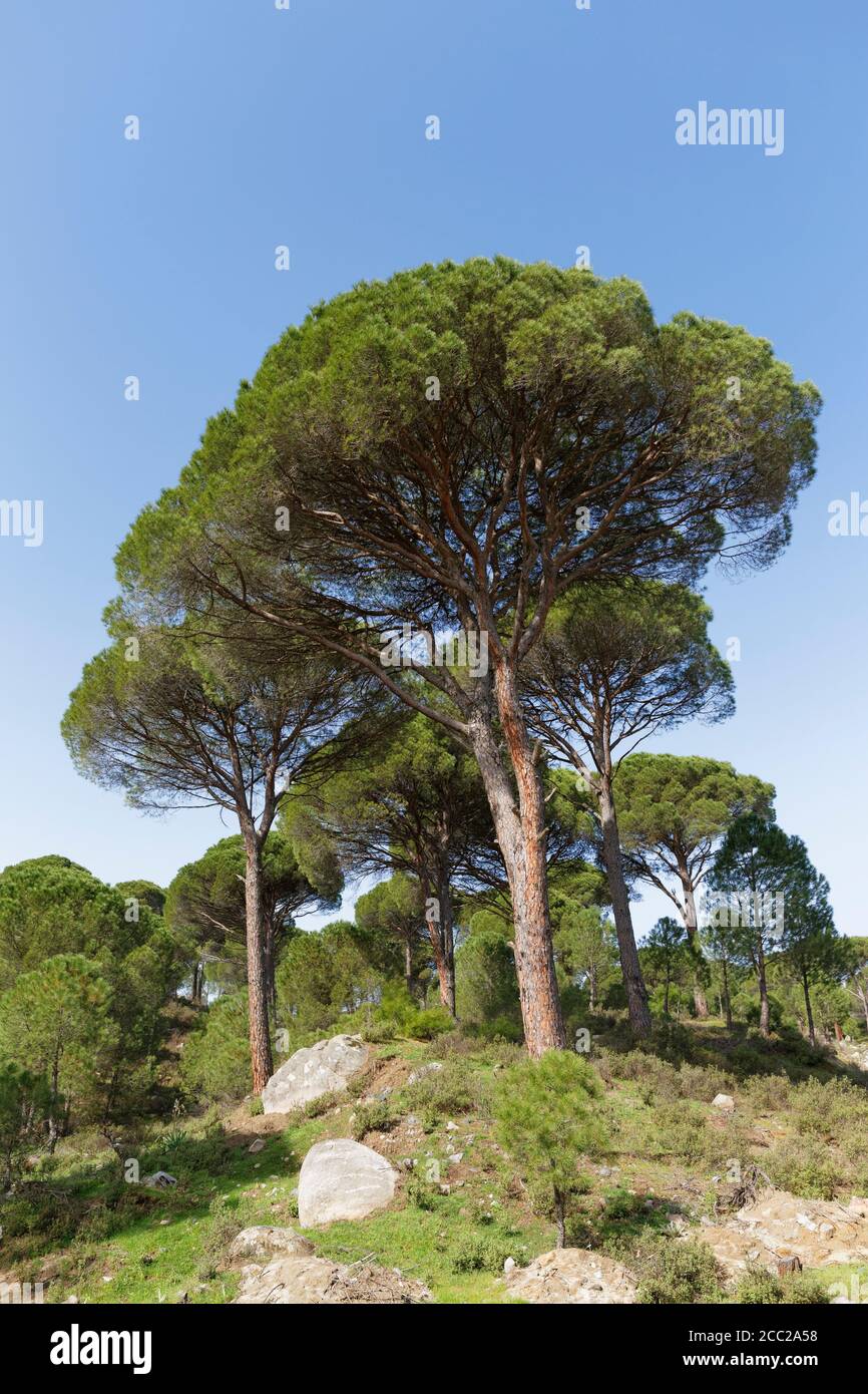 Turkey, View of Aleppo Pine at Madra Dagi Stock Photo