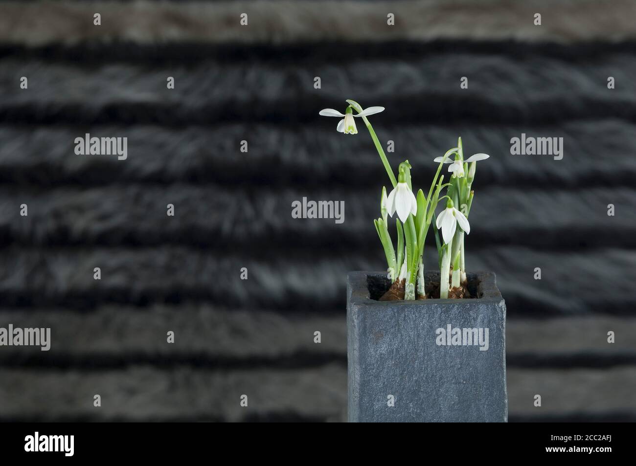 Potted plant of snowdrops, close up Stock Photo