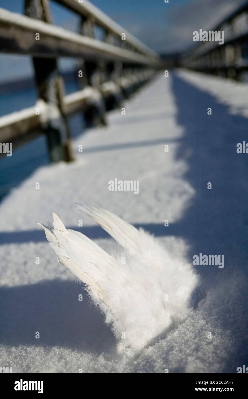Germany, Bavaria, Ammersee,  Pair of angelic wings Stock Photo