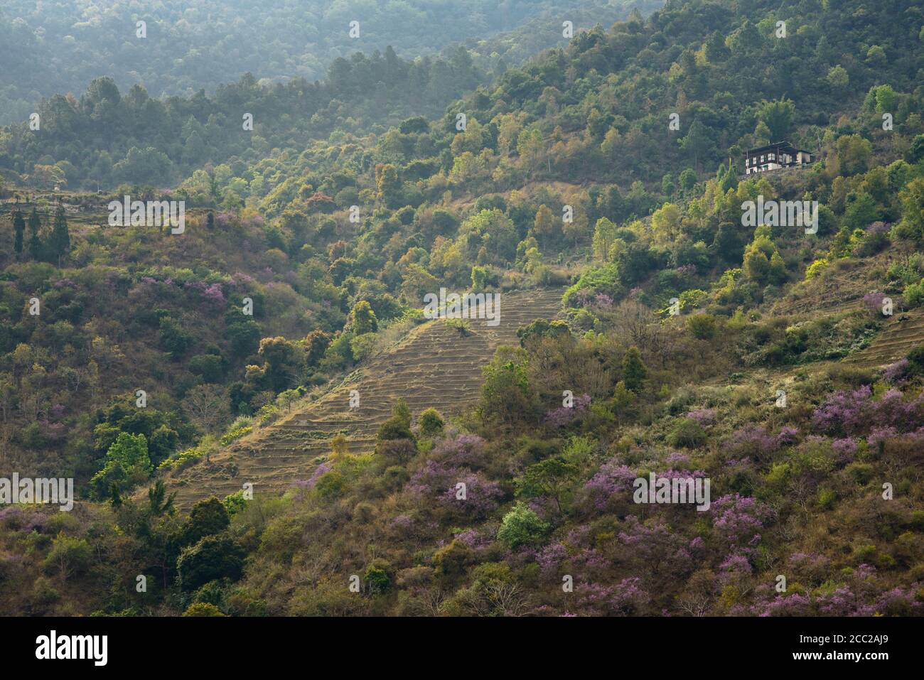 Bhutan, Landscape with flourishing indigo bushes and trees Stock Photo