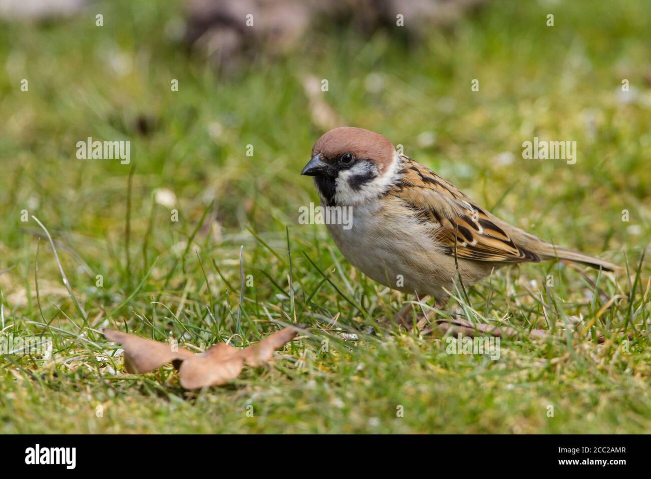 Germany, Hesse, Tree sparrow perching on grass Stock Photo