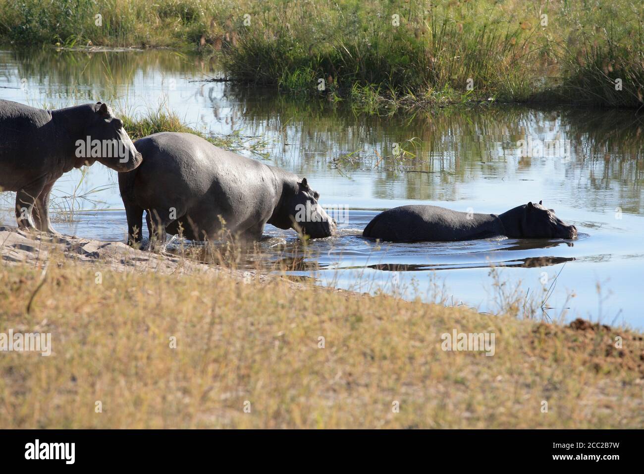 Africa, Botswana, Okavango Delta, Hippopotami (Hippopotamus amphibius) crossing river Stock Photo