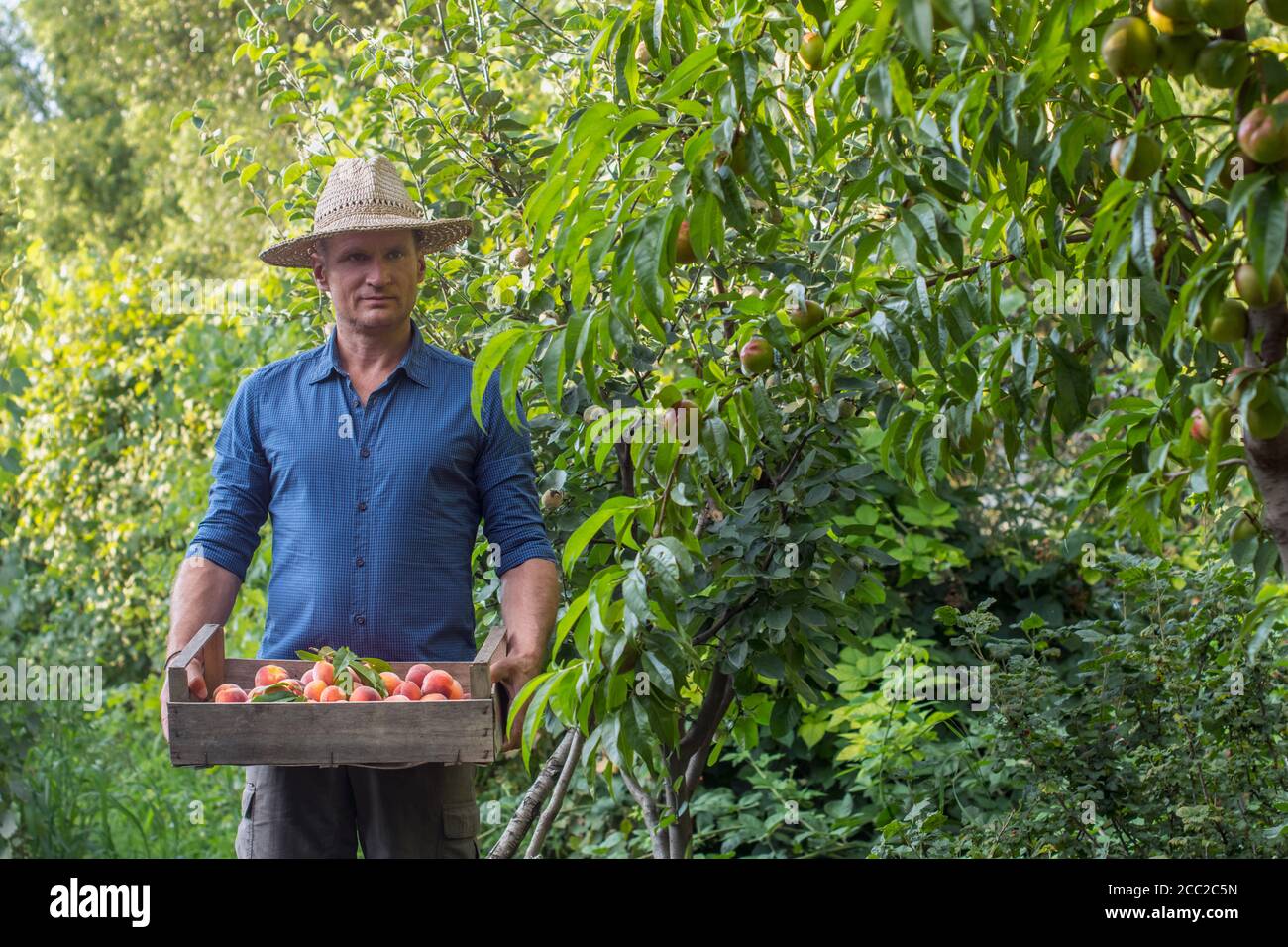 Adult man harvesting peaches Stock Photo