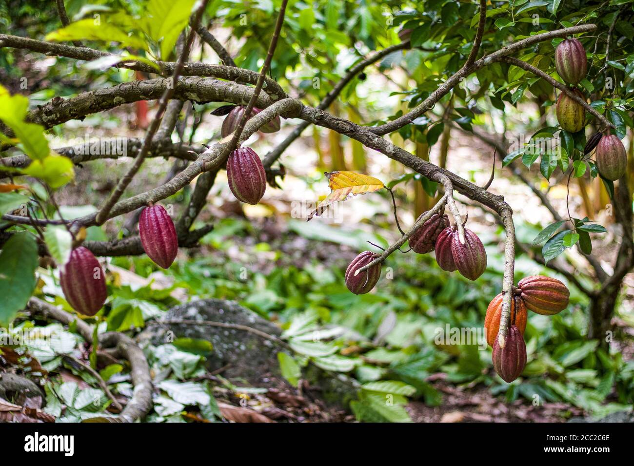 Red Cocoa / cacao tree in a cocoa plantation, Caribbean Stock Photo