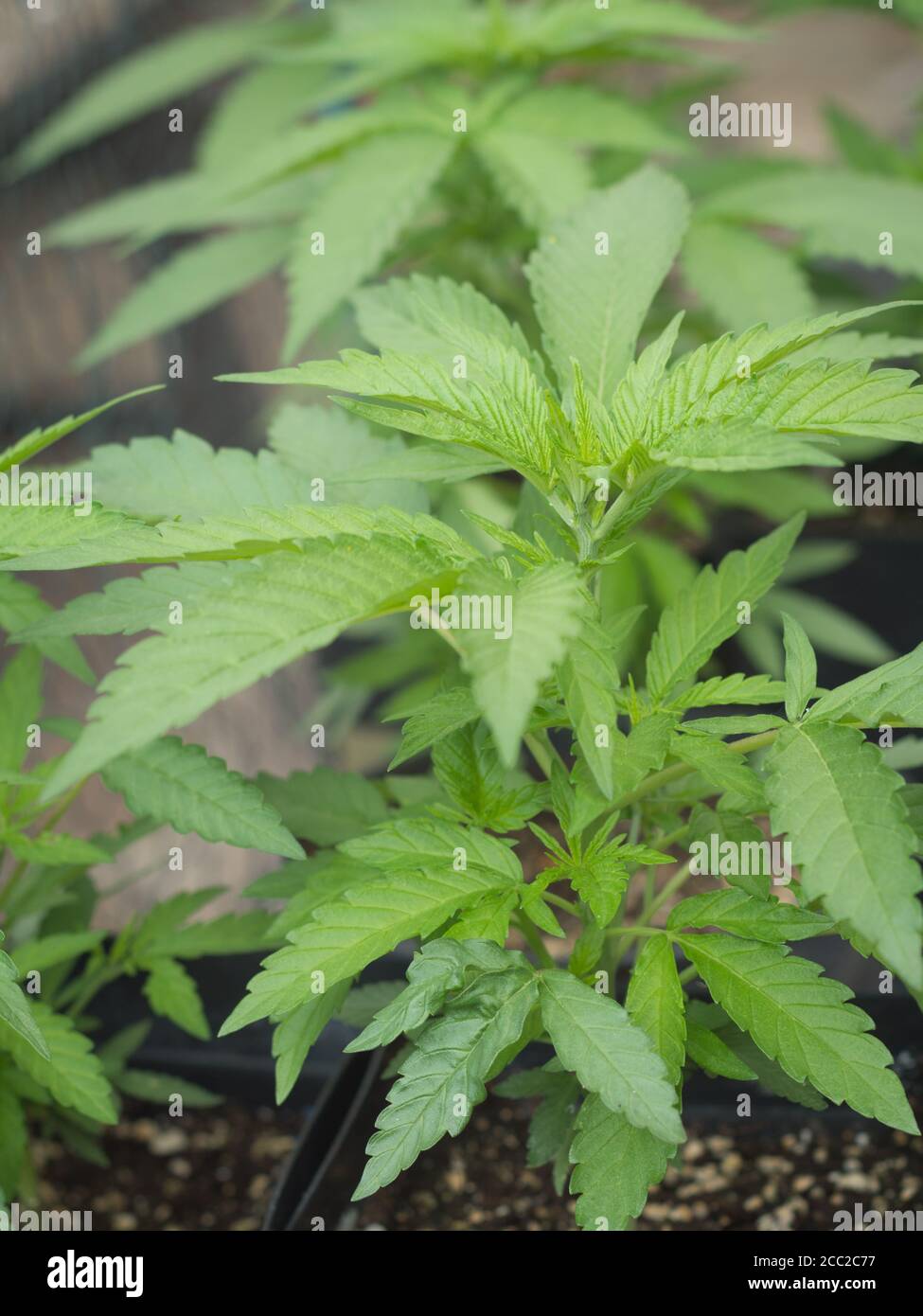 Vertical close up of marijuana plant in a pot. Stock Photo