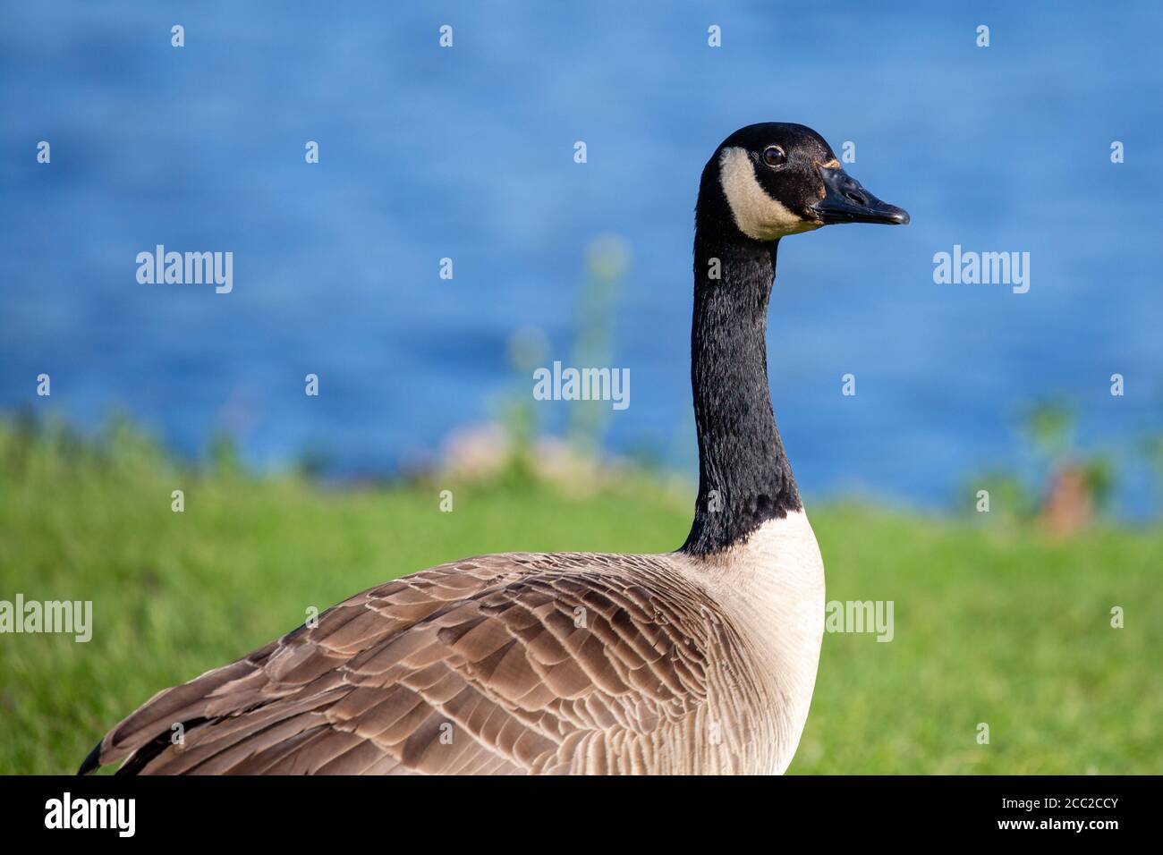 zapatos puma historia usada