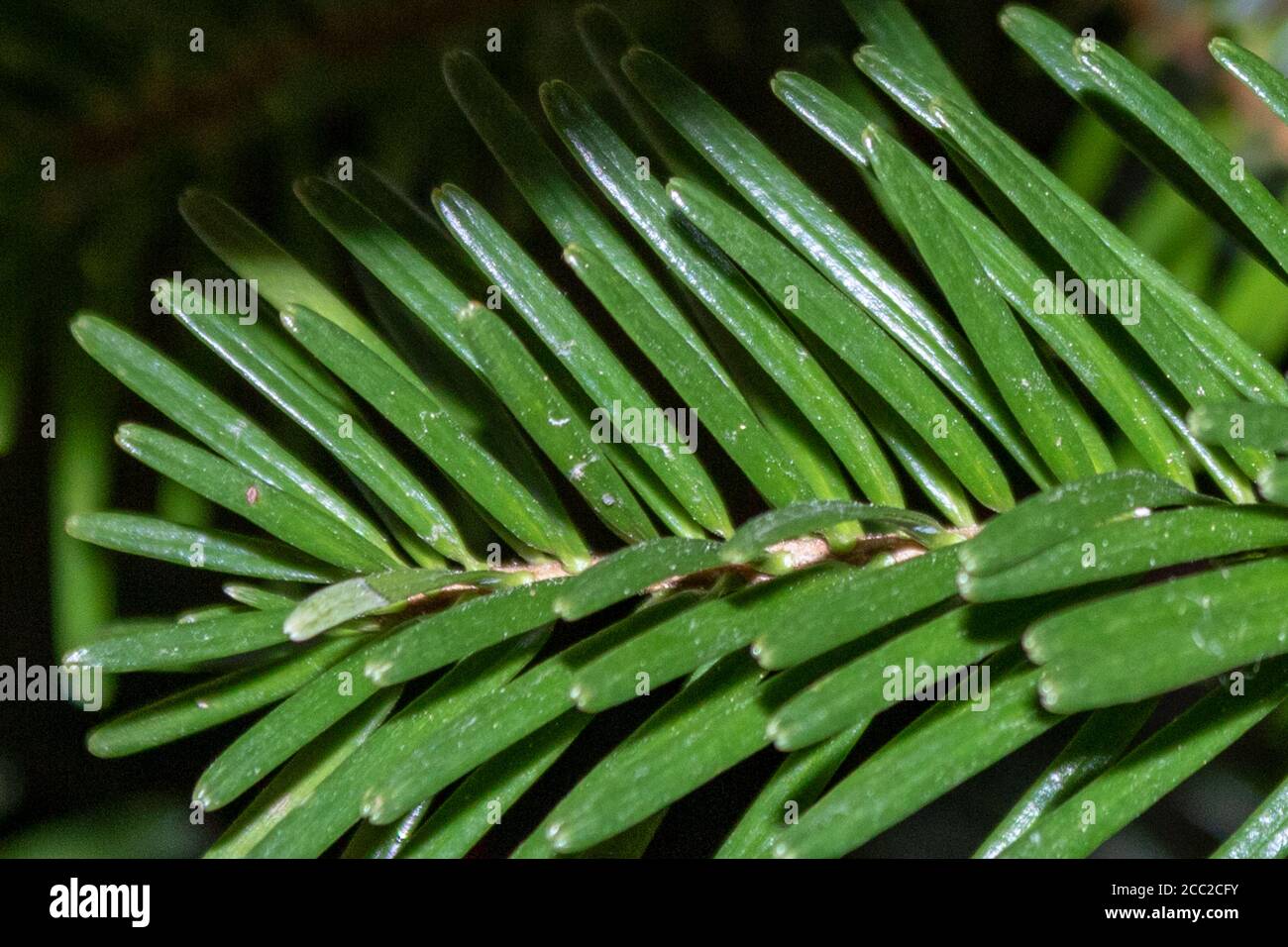 Closeup of balsam fir needles on a tree branch Stock Photo