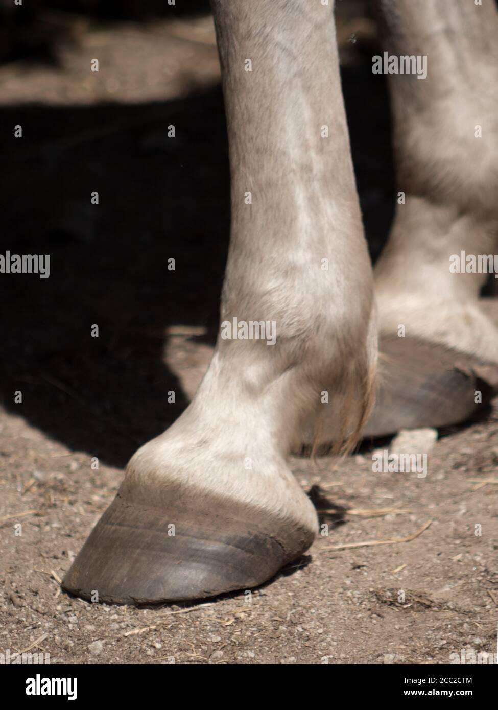 Bull Feet Vertical close up of barefoot white horse Stock Photo - Alamy