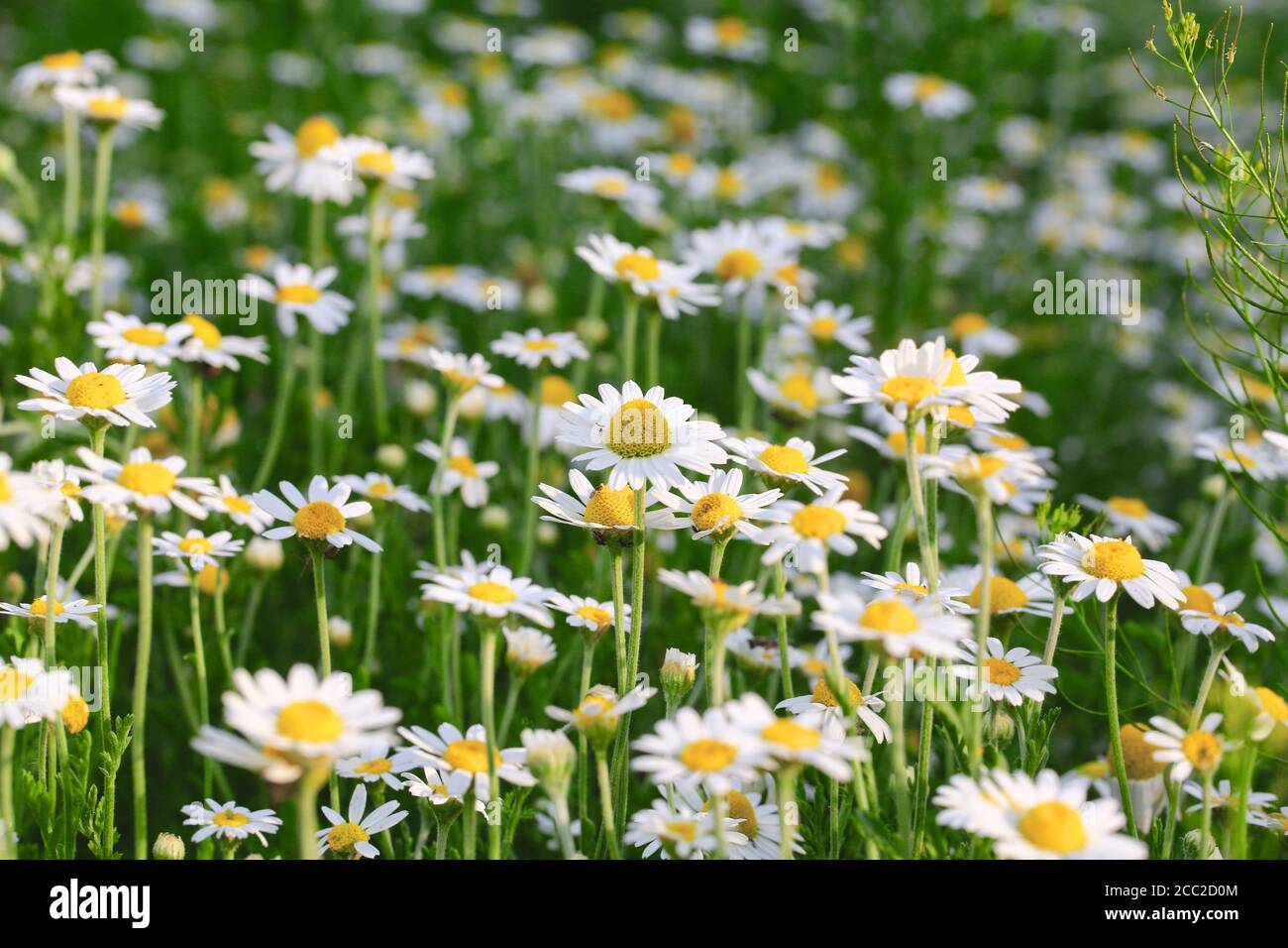Daisies or chamomile grow on the field. Flowers background Stock Photo