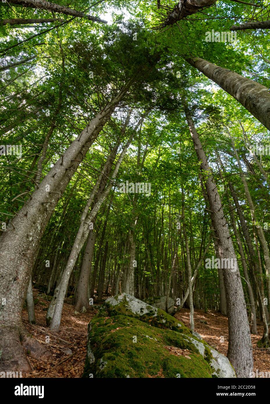Woods - Alps Stock Photo - Alamy
