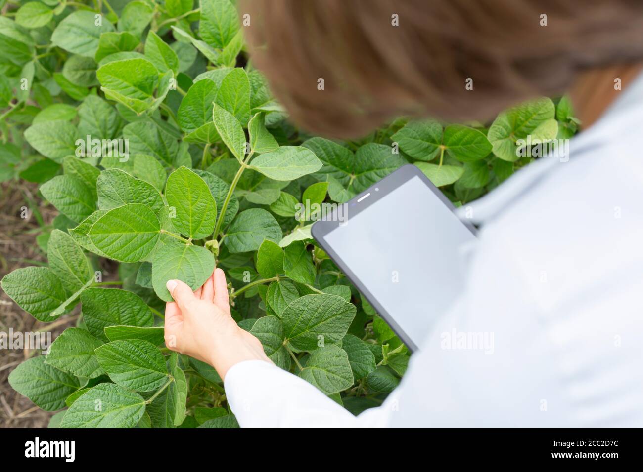 An agronomist examines soybeans with a tablet in his hands. Woman expert researches soybeans. Stock Photo