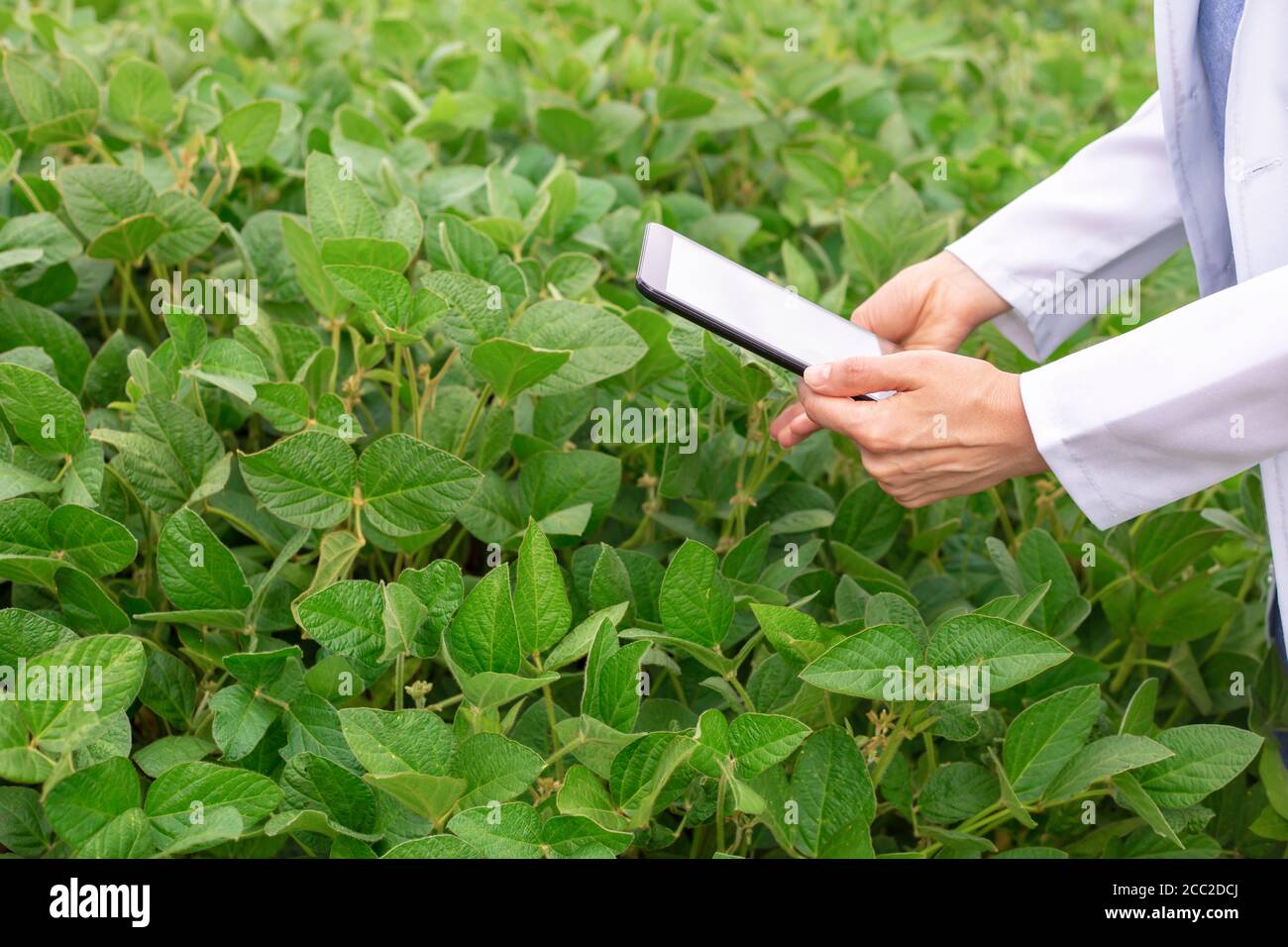 An agronomist examines soybeans with a tablet in his hands. Woman expert researches soybeans. Stock Photo