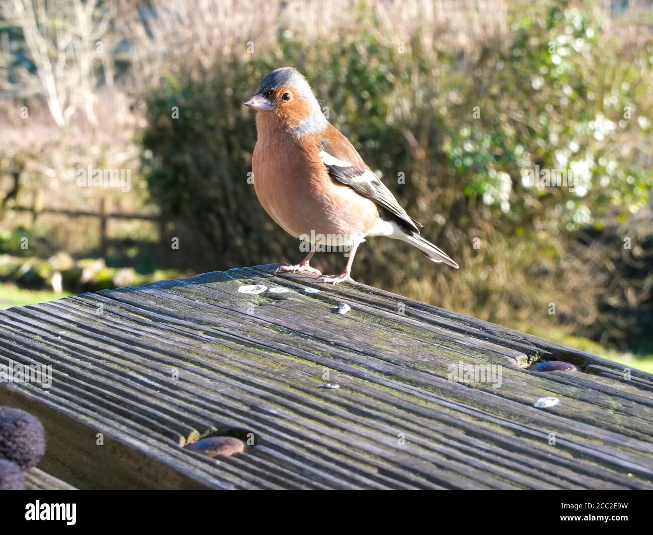 Single male Chaffinch, standing on a wooden table. Stock Photo