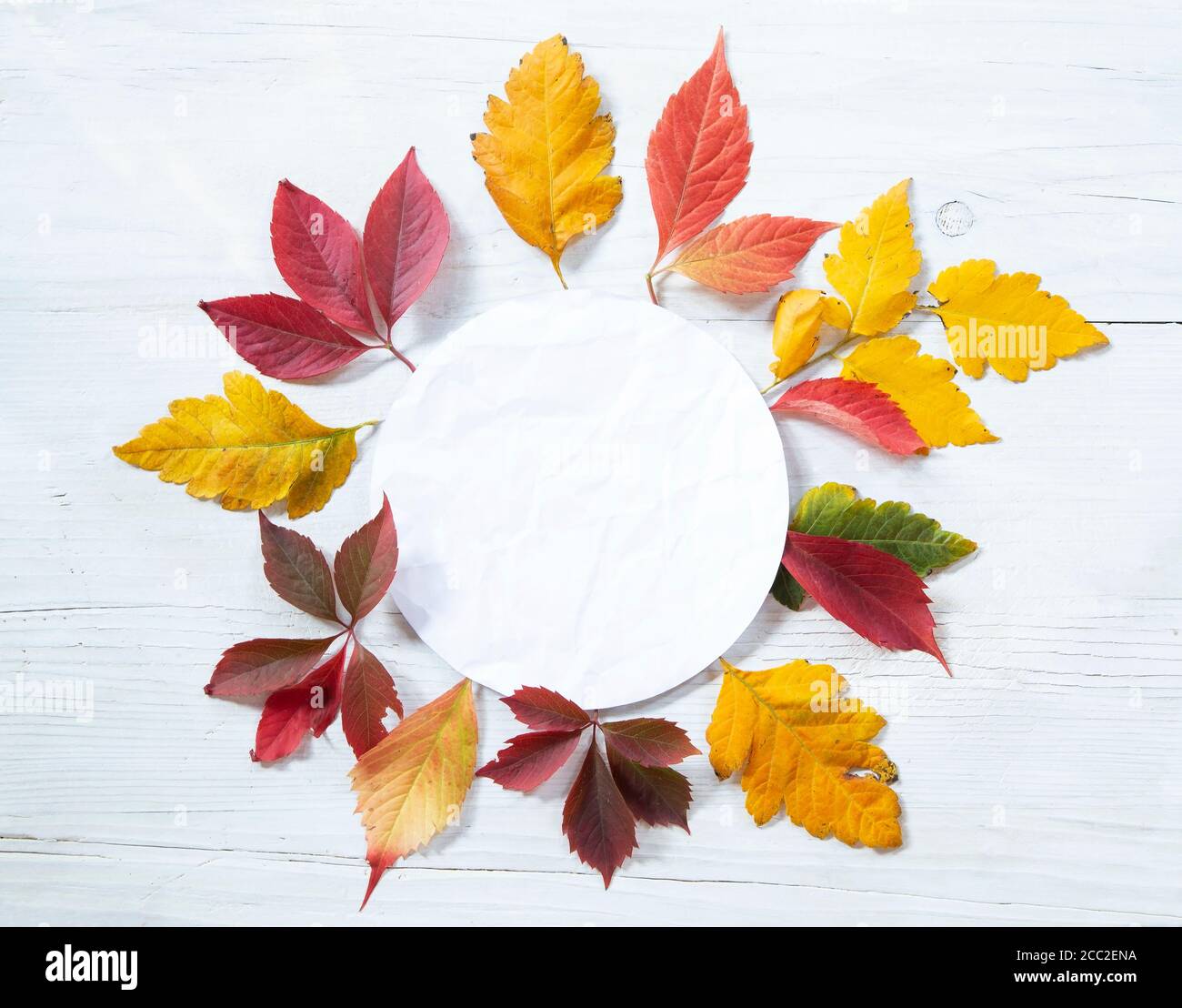 Colorful autumn leaves with a white blank note Stock Photo