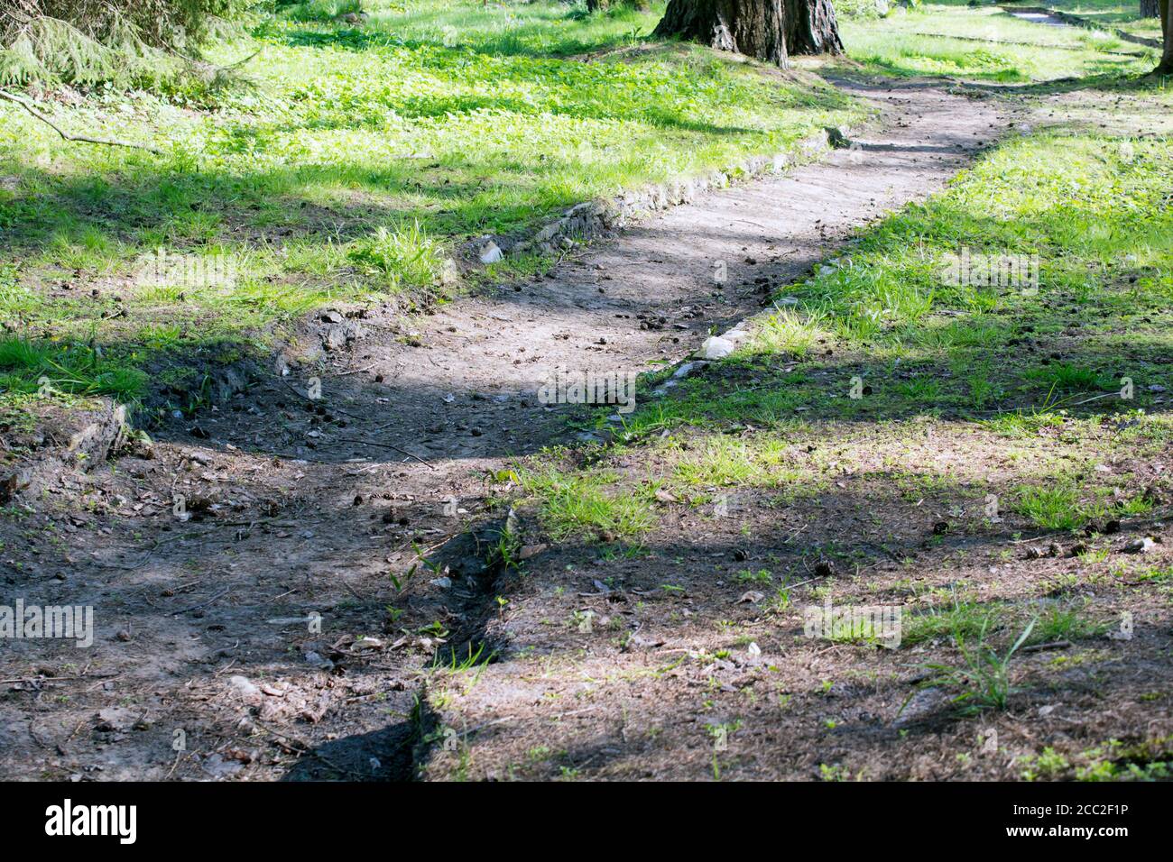 nature. pathway in the forest with sunlight Stock Photo
