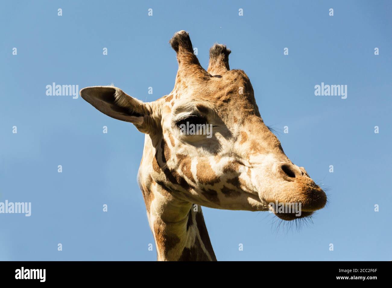 Sophie la giraffe hi-res stock photography and images - Alamy
