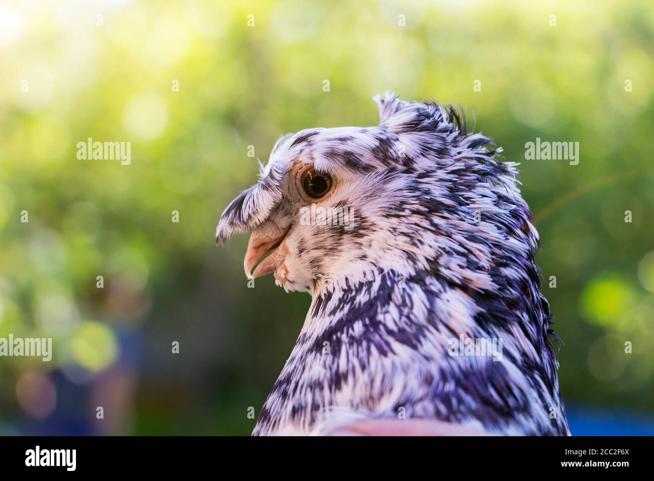 English Fantail pigeon closeup, the background is blurred. Stock Photo