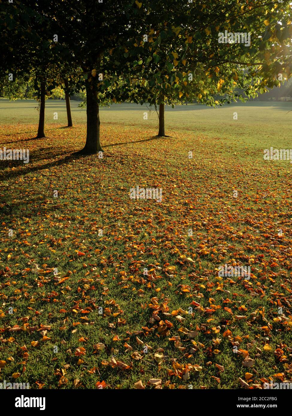 Late Summer Early Autumn Season - fallen leaves and trees in a parkland nature background. Stock Photo
