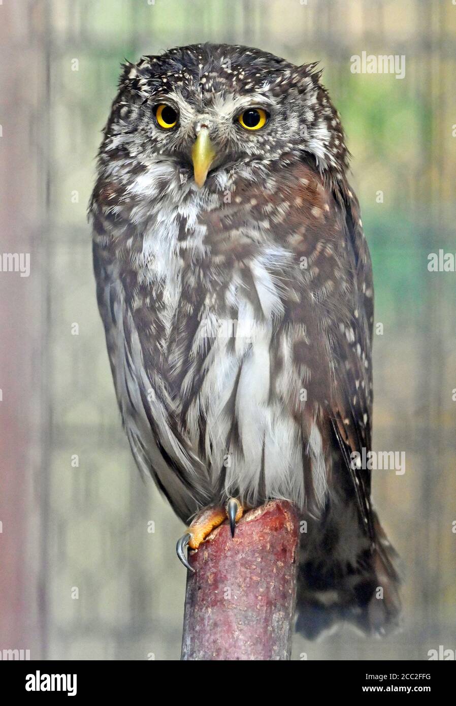 pet pygmy owl