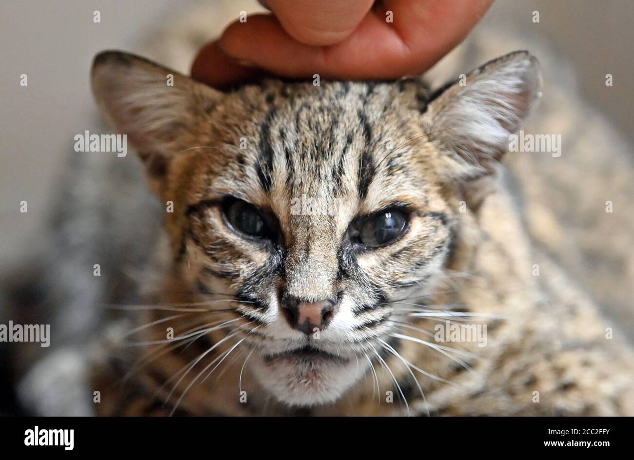 worlds smallest house cat