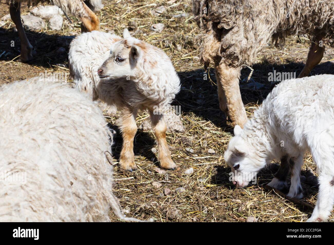 Two young sheep standing side by side in the barn. Stock Photo