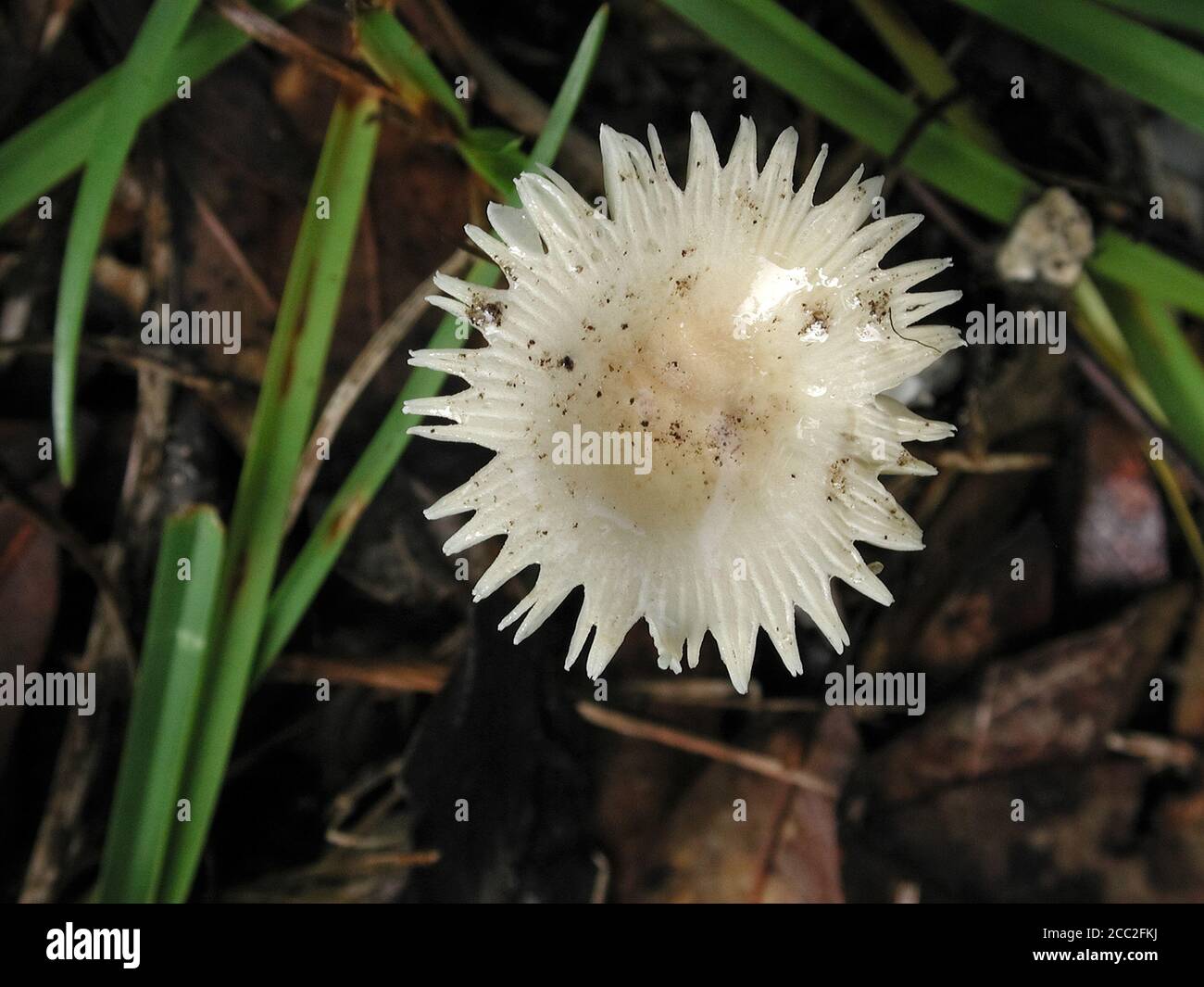 Mushrooms are a form of fungi found in natural settings around the world.; This one is found in a forested area of North Central Florida. Stock Photo