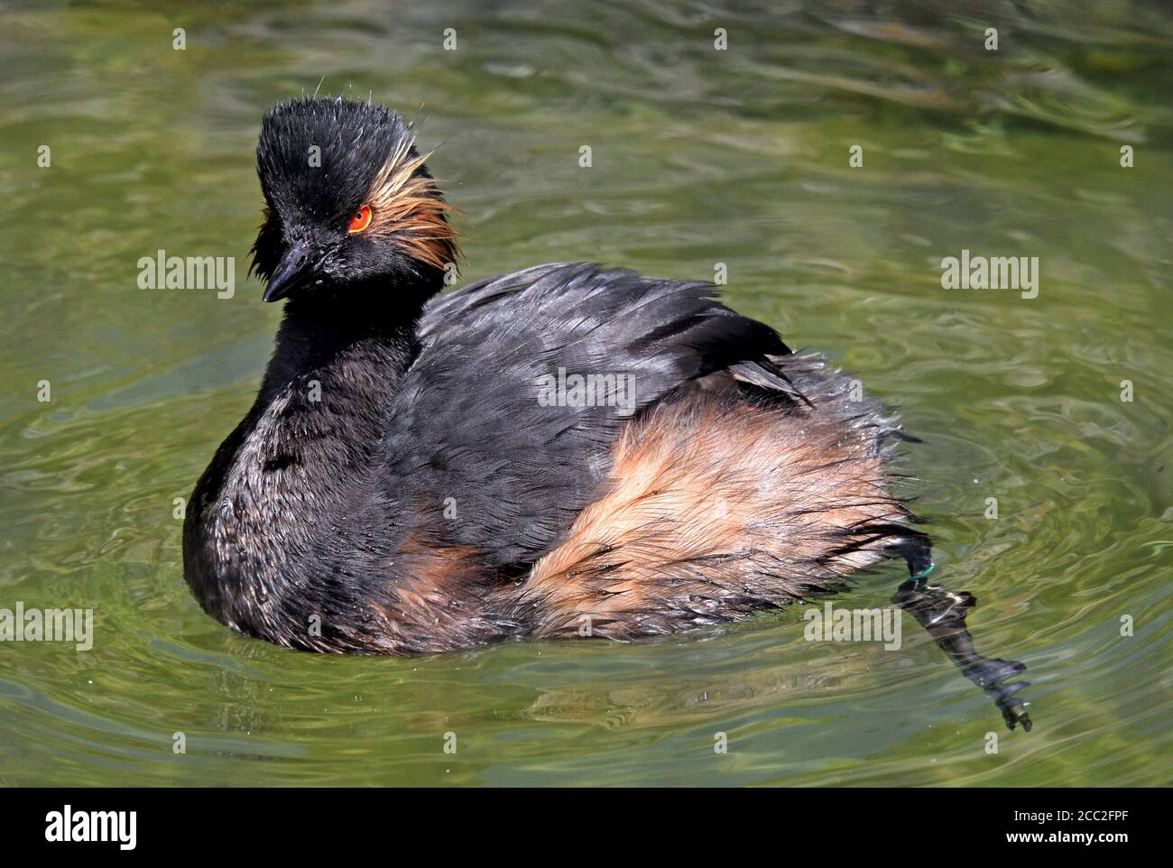 A Black-necked Grebe (Podiceps nigricollis) swimming on a small lake in Southern England Stock Photo
