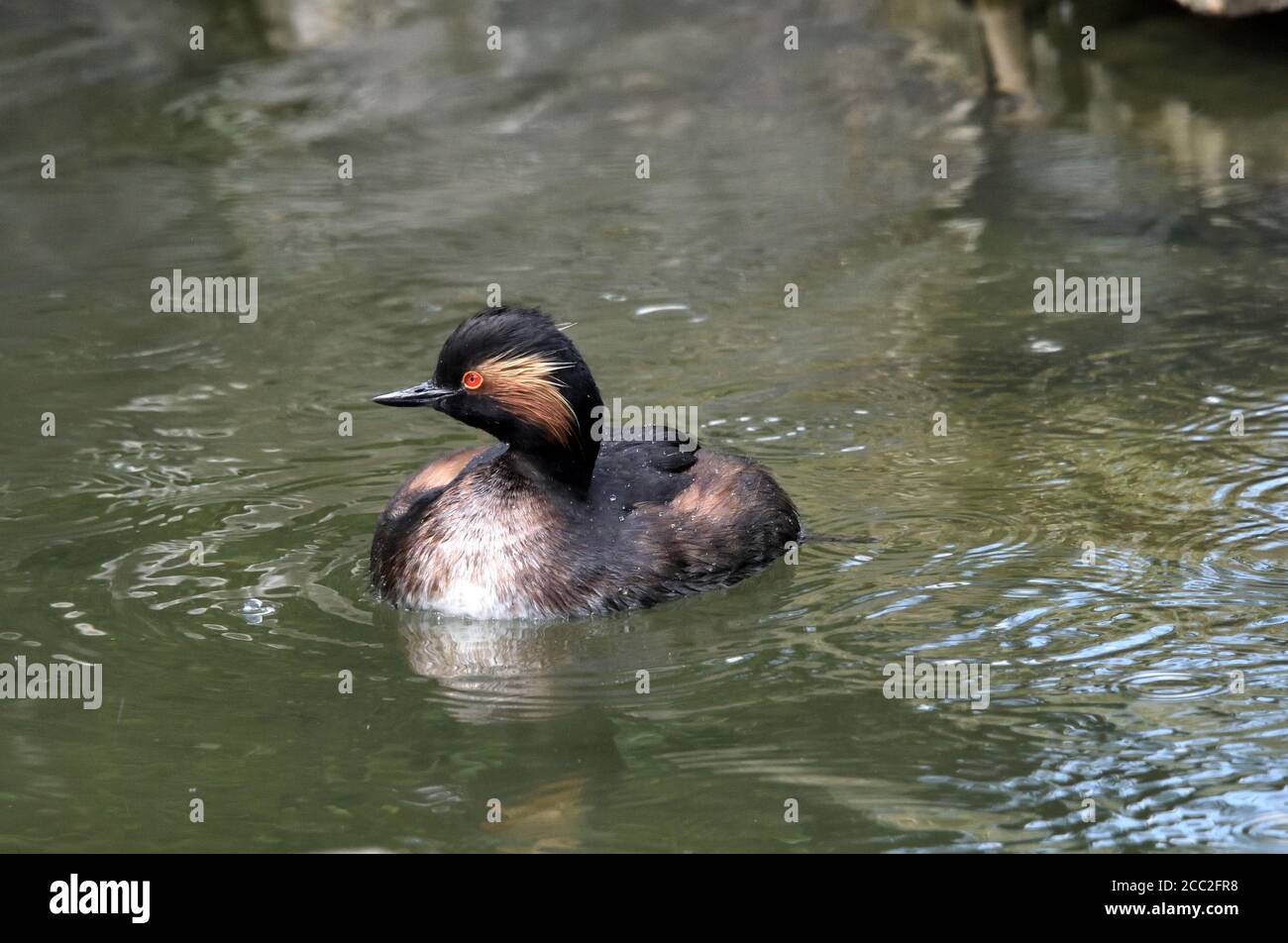 A Black-necked Grebe (Podiceps nigricollis) swimming on a small lake in Southern England Stock Photo