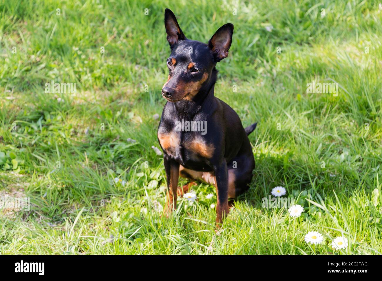 Portrait of a doberman pinscher puppy Stock Photo