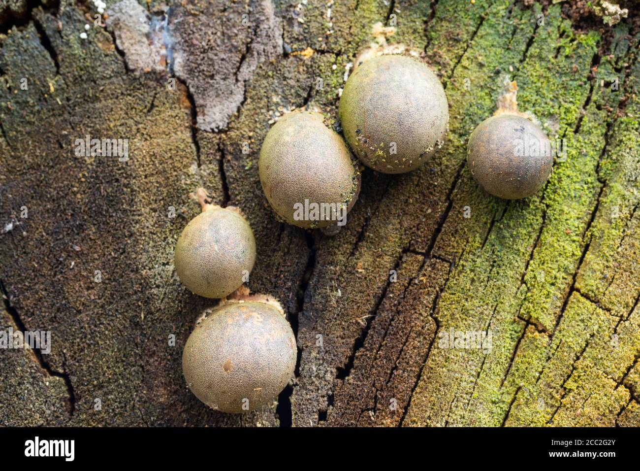 Larger wolf's milk (Lycogala flavofuscum) Stock Photo