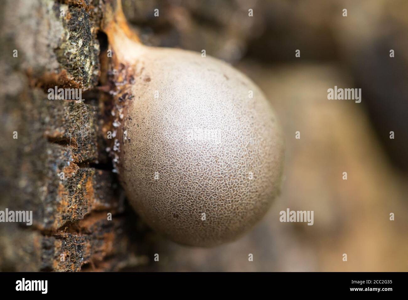 Larger wolf's milk (Lycogala flavofuscum) Stock Photo