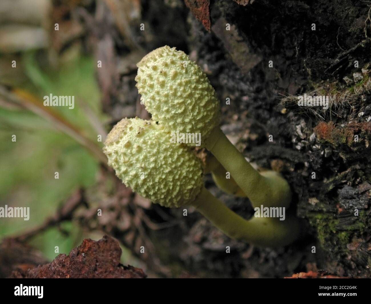 Mushrooms are a form of fungi found in natural settings around the world.; This one is found in a forested area of North Central Florida.; Stock Photo