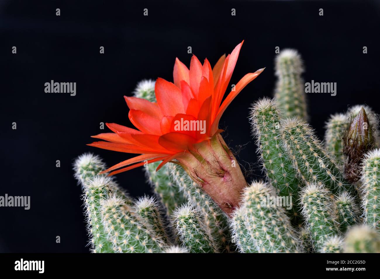 The fully opened flower of the Ladyfinger Cactus (Mammillaria sp)  in Southern England Stock Photo