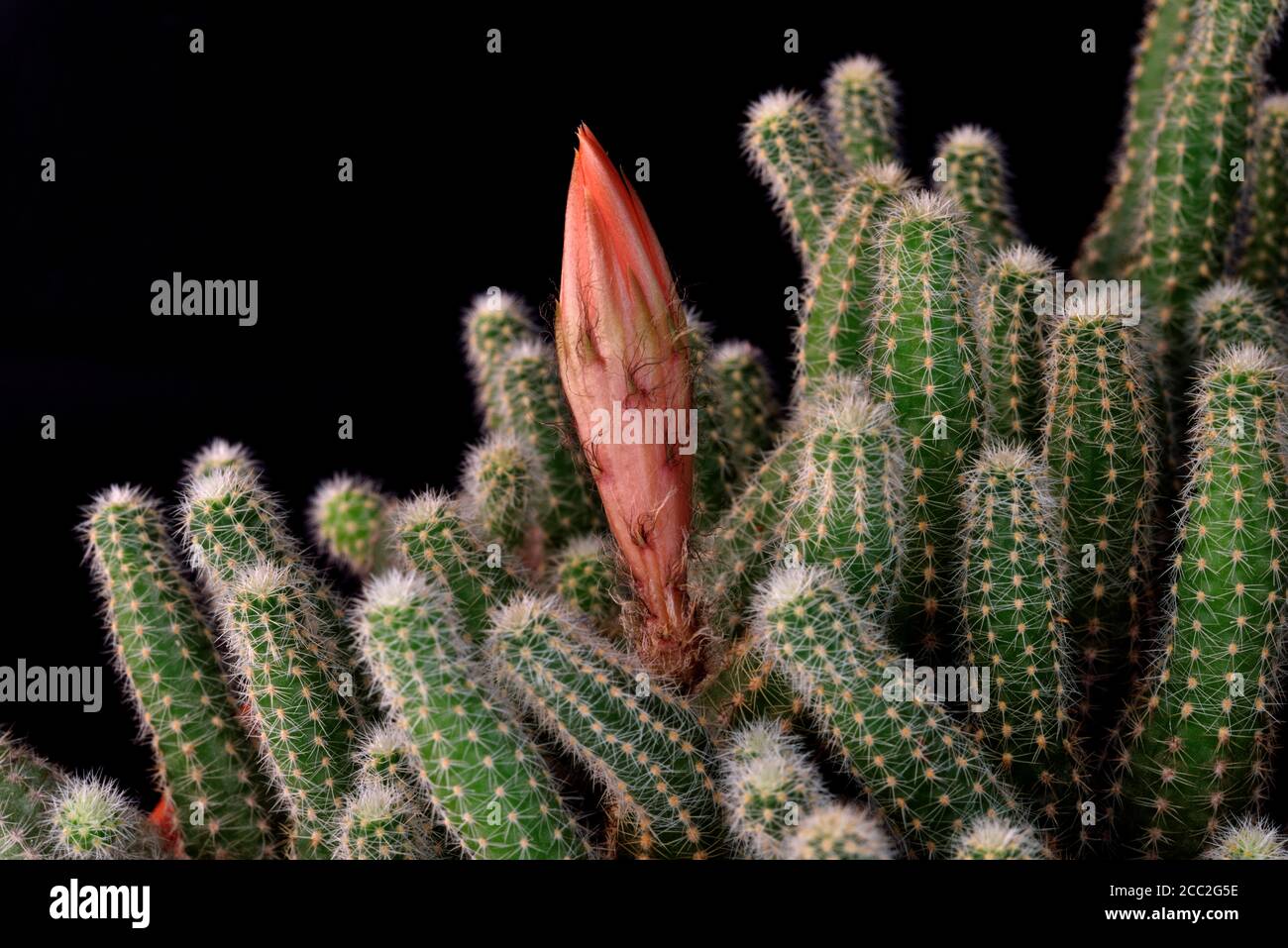 The unopened flower bud of the Ladyfinger Cactus (Mammillaria sp) in Southern England Stock Photo